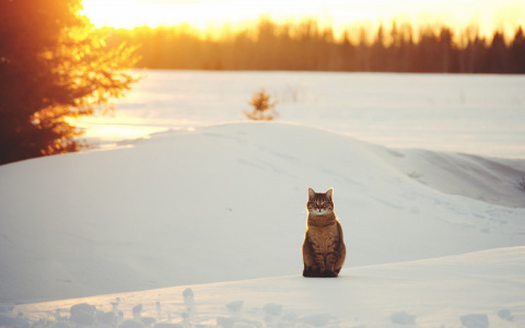 В Женский день владимирцев порадует солнечная погода