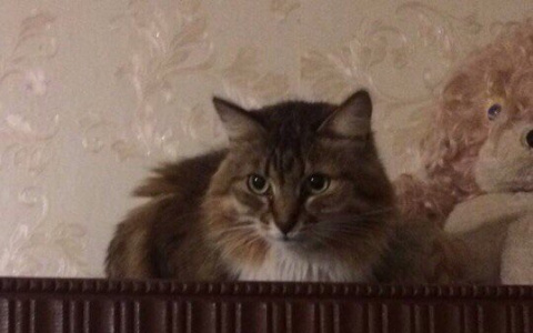 Во Владимире шесть ухоженных котиков выбросят на улицу после смерти хозяйки