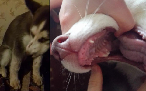 Во Владимире пьяный мужчина жестоко избил трехмесячного щенка своего сына