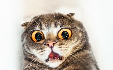 Заканчиваем прием заявок на участие в конкурсе "Котофото"