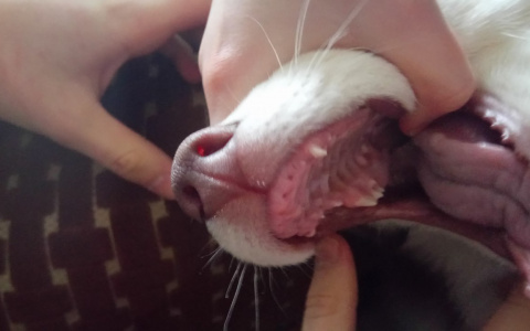 Владимирец, которого сын обвинил в избиении пса, попросил шанс высказаться