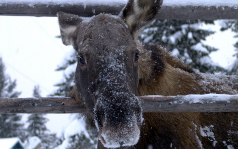 Во Владимирской области на видео попала семья лосей
