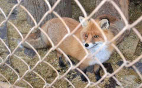 Во Владимирской области выявлено 13 случаев заболевания бешенством