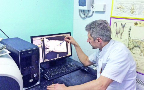 Владимирцы уже более 20 лет доверяют своих питомцев одной клинике