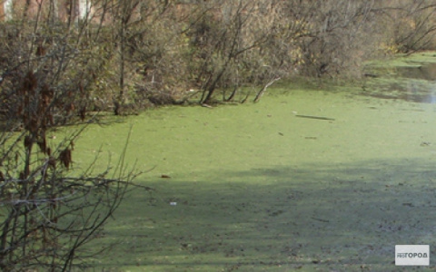 Соловьиный пруд выиграл в голосовании и теперь изменится до неузнаваемости