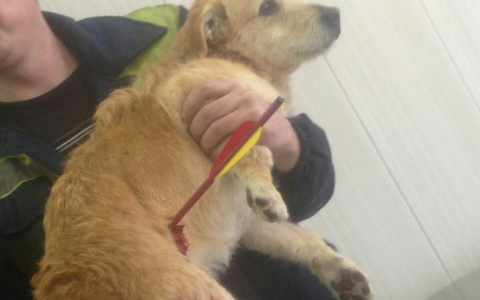 В Кольчугино собаку прострелили из арбалета