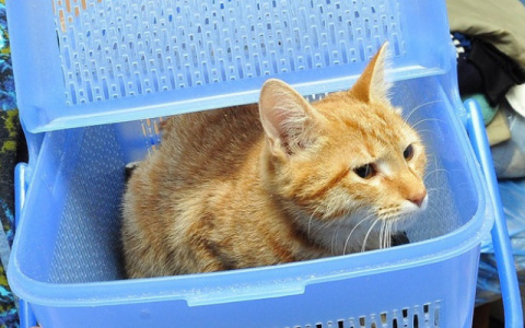 Во Владимире открылось кошачье кафе