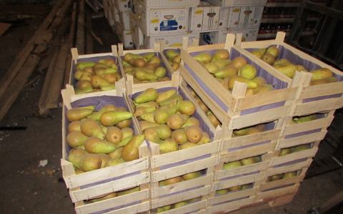 Лежат груши - нельзя скушать: во Владимирской области уничтожили 24 кг санкционных груш