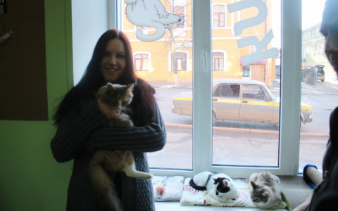 Кот всегда прав! Во Владимире открылось кафе нового формата