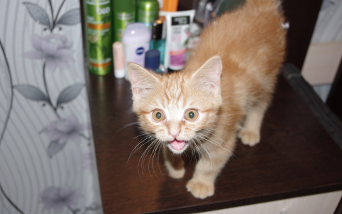 Создана специальная социальная сеть для домашних животных