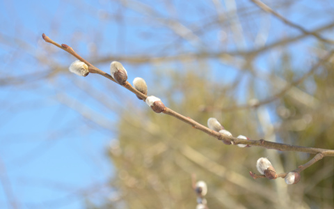 Погода во Владимире: весна наступает