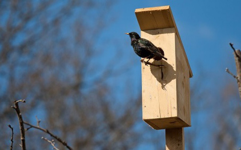 Владимирцев приглашают отпраздновать День птиц в Суздале