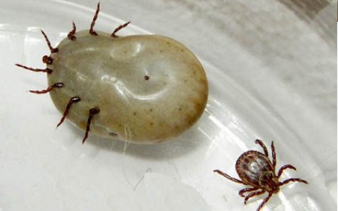 Роспотребнадзор предупредил о начале сезона активности клещей