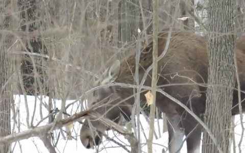 По парку Дружбы гуляет семейство лосей (видео)