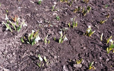 Первые подснежники пробудились во Владимире