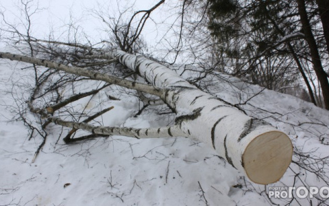 В Камешковском районе лесничество ограбили на 1,8 млн рублей