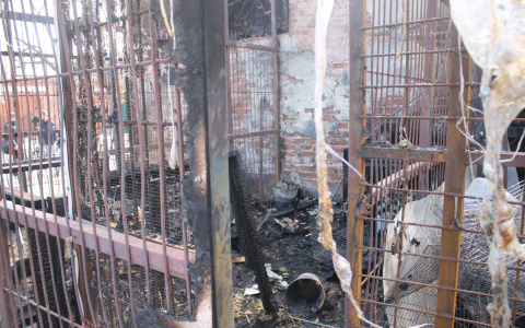 Собаки сгорели заживо при пожаре в приюте "Валента" (фото, видео)