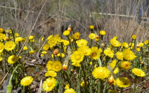 Во Владимирской области появились первые весенние цветочки (видео)