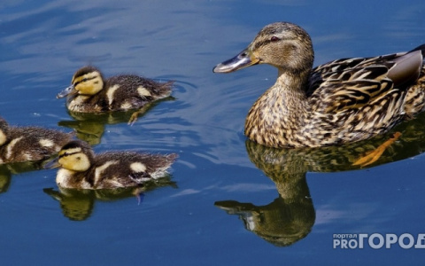 Из Красносельских прудов исчезают утки