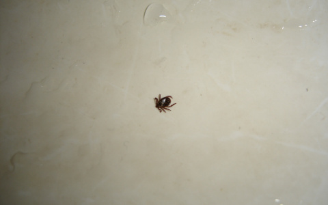 Владимирские клещи ведут себя тише травы