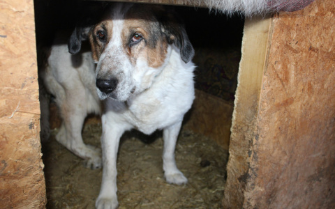 После пожара в Валенте скончался еще один пес