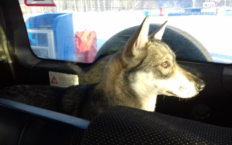 В Муроме в запертой машине 3 дня сидел огромный пес