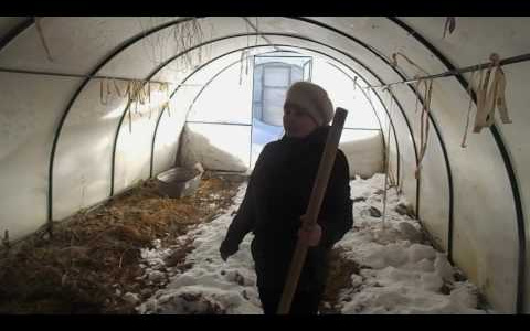 В теплице у жительницы Гусь-Хрустального обнаружили наркотики