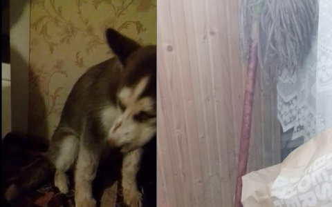 Владимирцу, избившему щенка хаски, грозит уголовное наказание