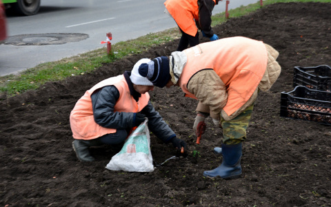 Во Владимирской области высадят 242 тысячи сеянцев и саженцев сосны и ели