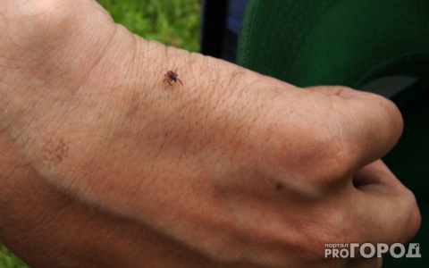 50 владимирцев стали жертвами клещей в этом году