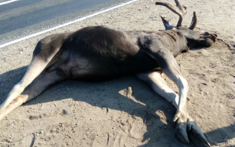 Во Владимирской области обнаружили бешеного лося