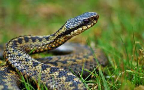 Во Владимирской области активизировались гадюки