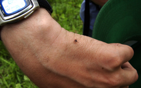 Клещи не щадят владимирцев