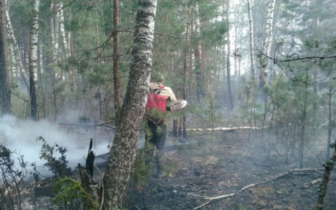 Во Владимирской области потушили лесной пожар