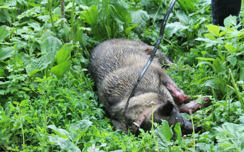 Во Владимире неизвестный застрелил собаку из окна своего авто