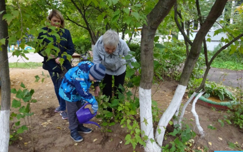 Владимирцы негодуют из-за "поливки" кустов во дворах