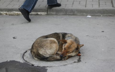 Программа отлова собак во Владимирской области терпит фиаско