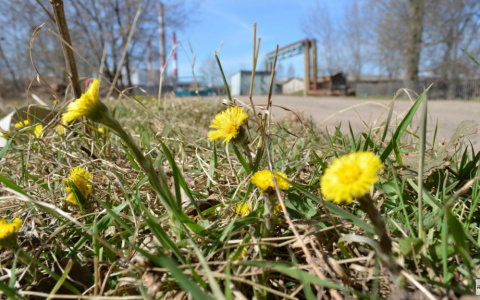 В ночь с 11 на 12 мая во Владимирской бласти ожидаются заморозки