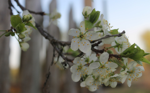 Жара во Владимире сменится грозами