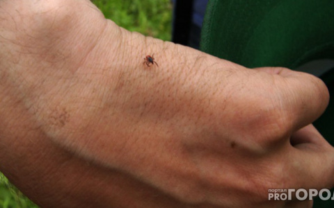 Роспотребнадзор назвал число пострадавших от укусов клещей