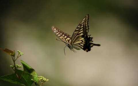 Редкая реликтовая бабочка обнаружена под Владимиром