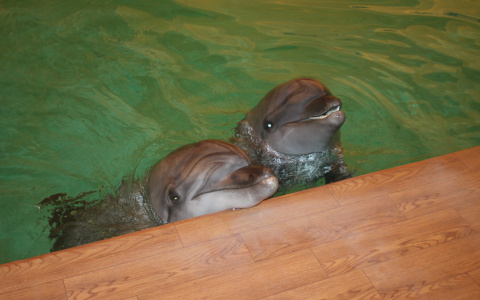 Скандальный дельфинарий во Владимире: что скрывается за шатром