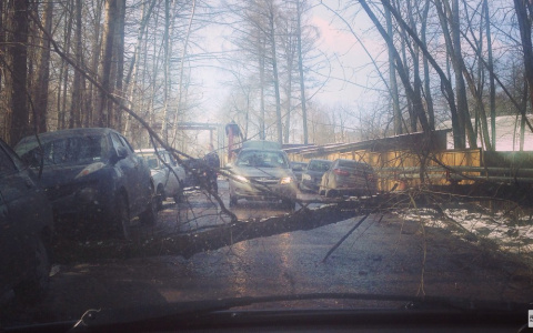 Во Владимире автомобилист отсудил деньги у коммунальщиков за упавшее дерево