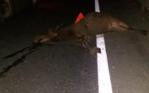 В Ковровском районе из-за аварии с лосями образовалась огромная пробка