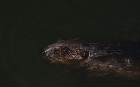 Дерзкие бобры громят поселок под Владимиром