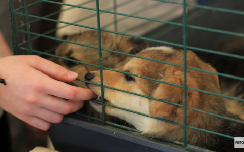 Во Владимире может появиться городской приют для животных