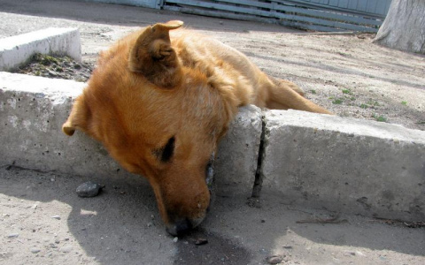 Во Владимире неизвестные рассыпают во дворах яд для животных