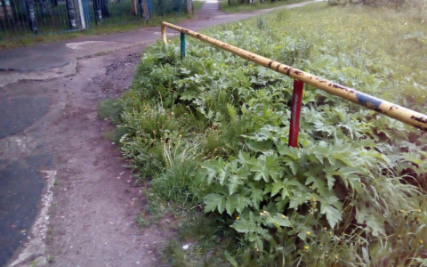 Во Владимире задержан мужчина, который рылся в траве