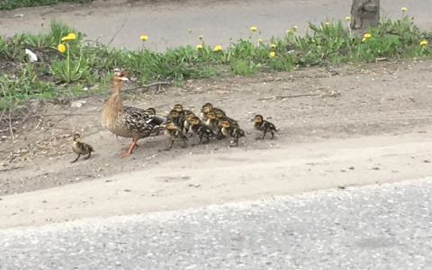 В Юрьев-Польском перекрыли проезжую часть ради утиного семейства