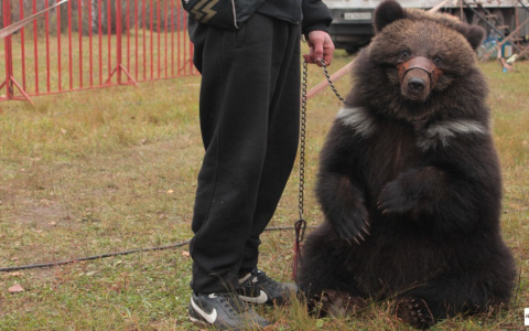 В Госдуму внесен законопроект, запрещающий держать дома медведей, тигров и крокодилов